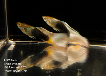 guppy aoc white yellow